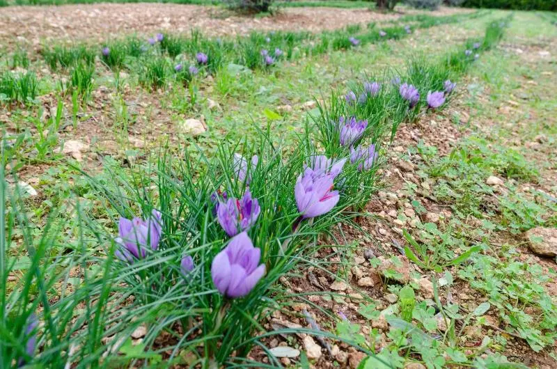 Agriturismo Panacea