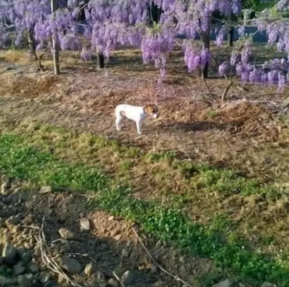 Maaseutuhotelli Agriturismo Valbona