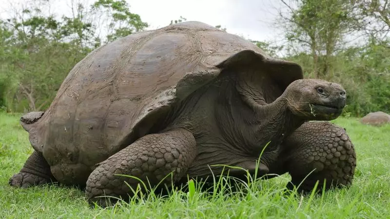 Hotelli Ikala Galapagos