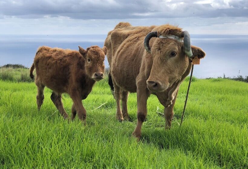 هتل Soul Glamping