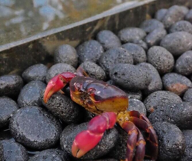 ペンション Umadewi Surf & Retreat