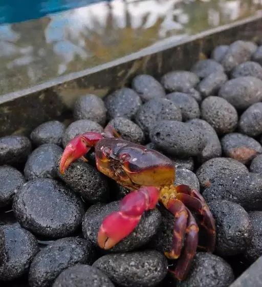 Majatalo Umadewi Surf & Retreat