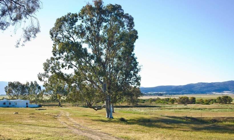 Denneboom Vineyards And Wildlife