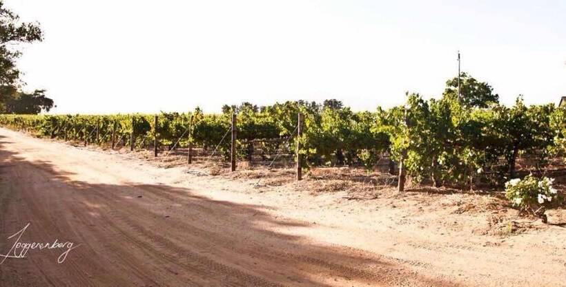 Denneboom Vineyards And Wildlife