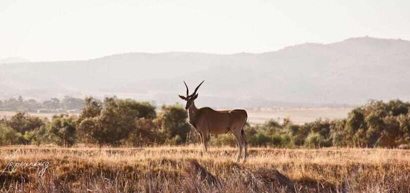 Denneboom Vineyards And Wildlife