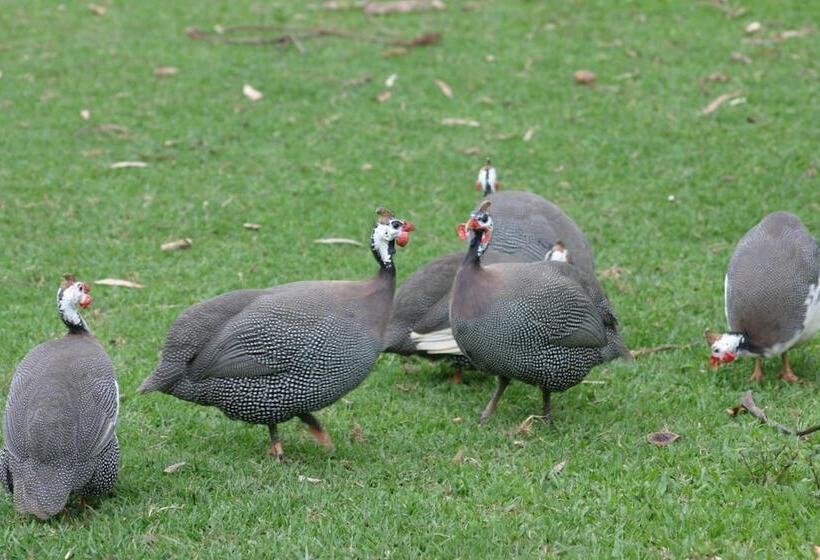 호텔 Fazenda Menino Da Porteira