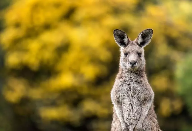 Hotelli Gipsy Point Lodge