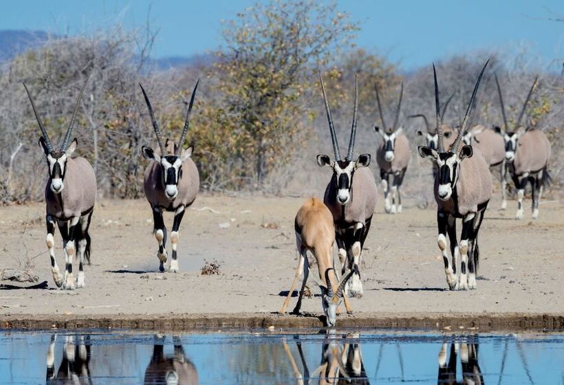 هتل Safarihoek Lodge