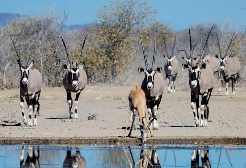 Hotelli Safarihoek Lodge