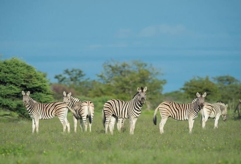 هتل Safarihoek Lodge