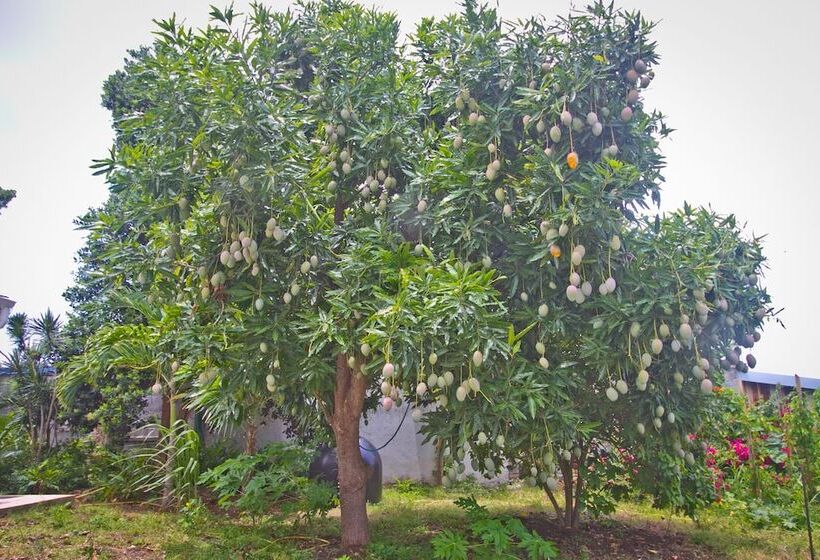 اقامتگاه Oasis Du Levant