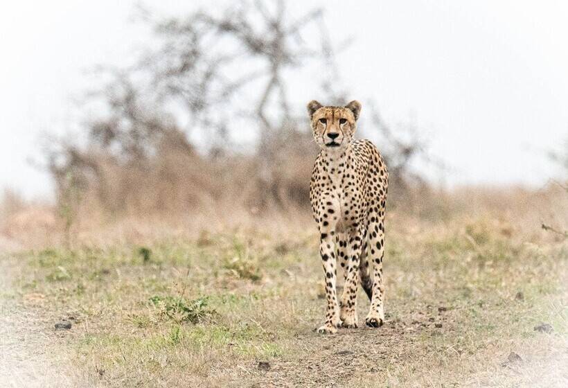 בית מלון כפרי Foxy Crocodile Bush Lodge & Kruger Safari S No Loadshedding