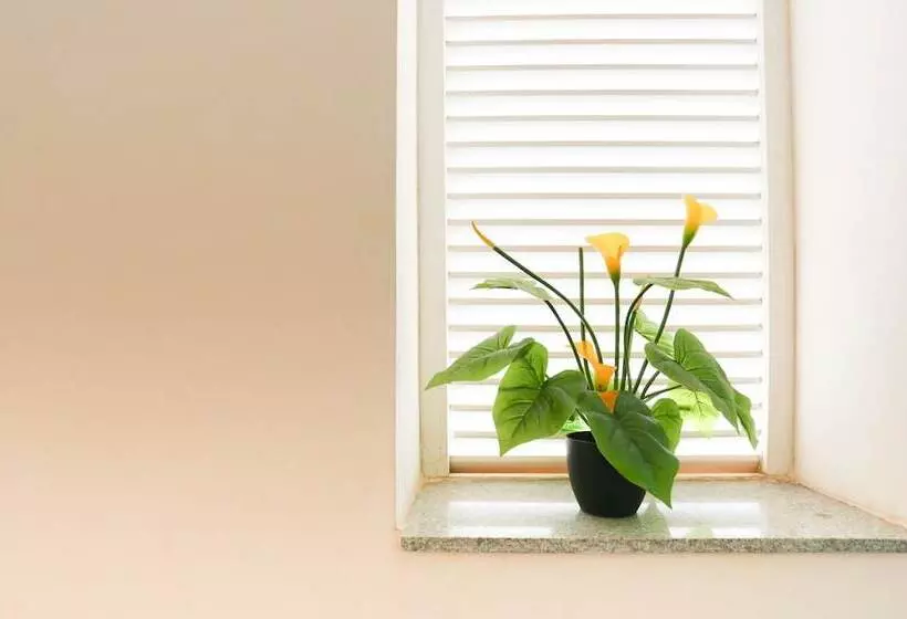 ホテル Treebo C Plaza