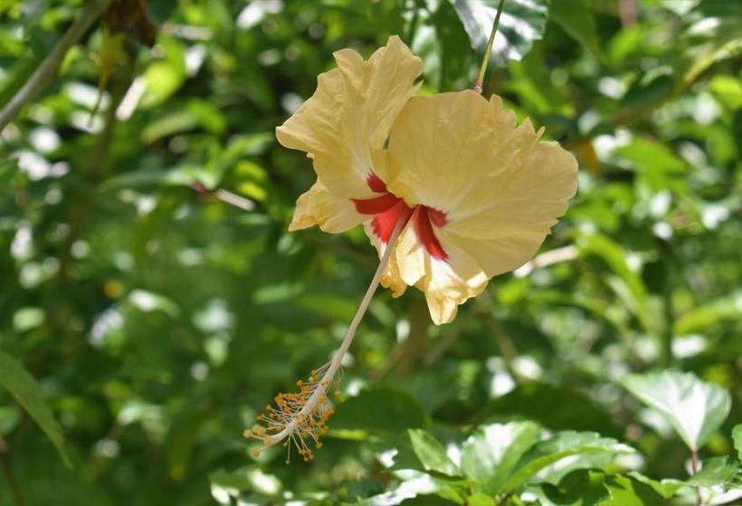 Jardines Vista Del Mar Condos