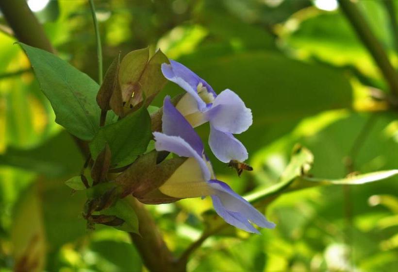 Jardines Vista Del Mar Condos