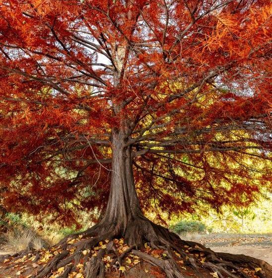 Tegwan S Nest Holiday Home