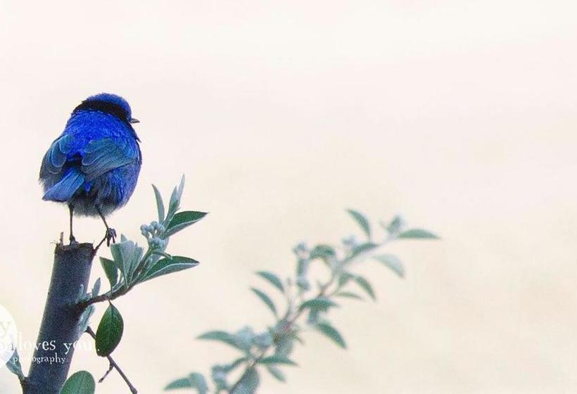 Tegwan S Nest Holiday Home