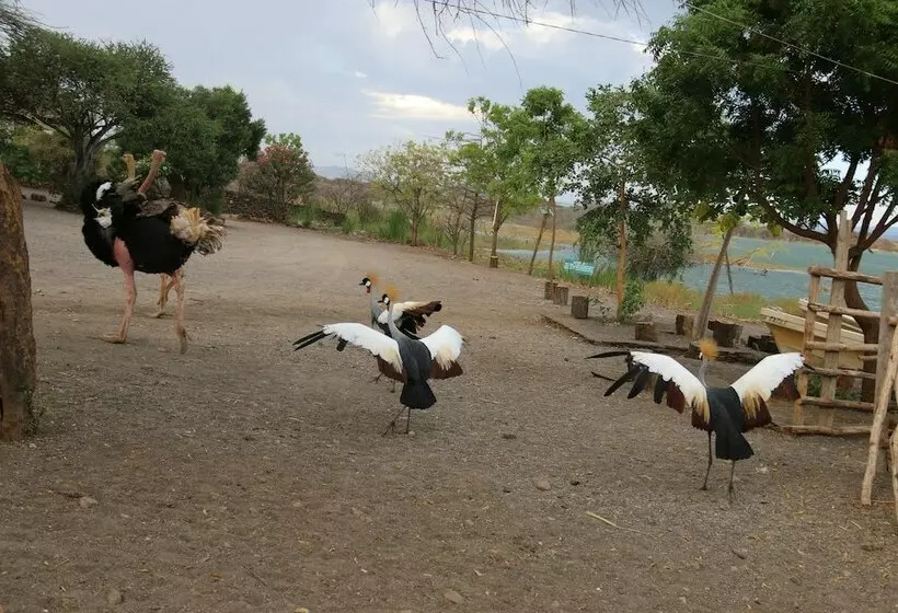 هتل Soi Safari Lodge   Lake Baringo