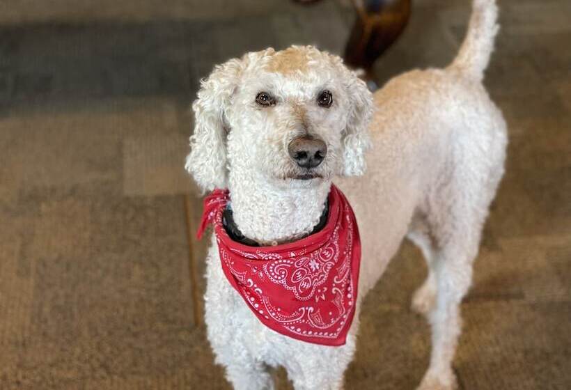 فندق Meramec River Resort