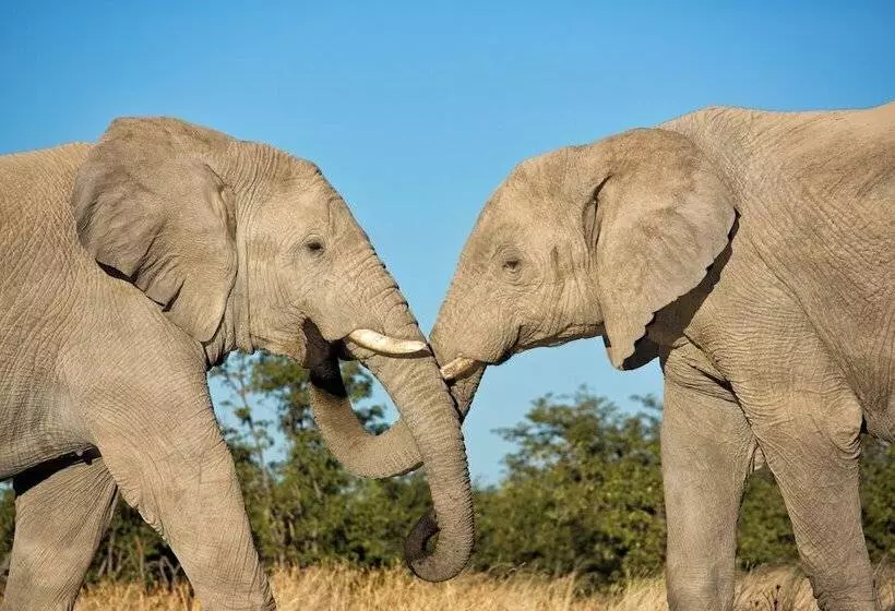 هتل Etosha Mountain Lodge