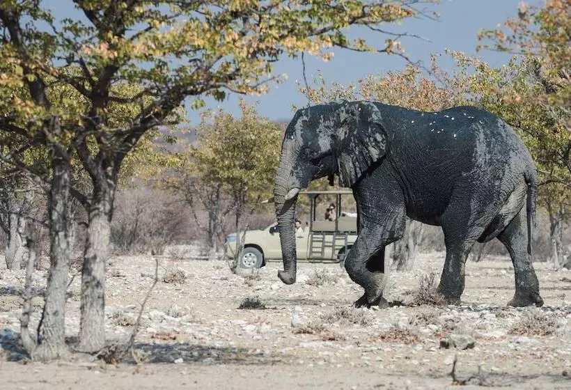 هتل Etosha Mountain Lodge