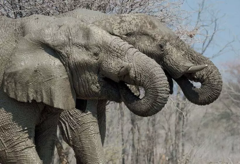 هتل Etosha Mountain Lodge