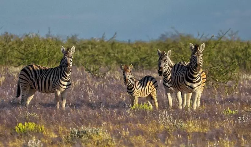 هتل Etosha Mountain Lodge