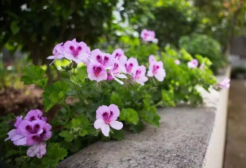 پانسیون Aida Apartments And Rooms