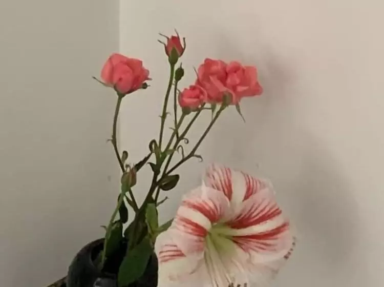 پانسیون Aida Apartments And Rooms