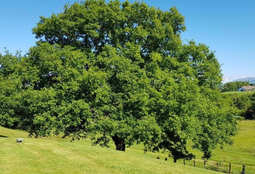 بنسيون Maison D Hotes Lapitxuri