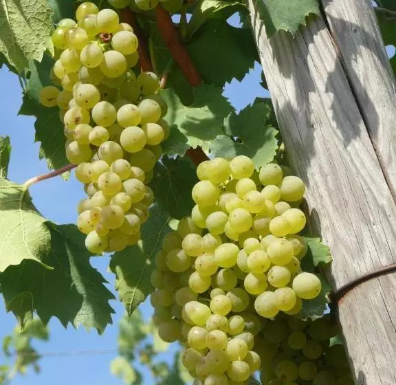 Pension Gästezimmer Düll