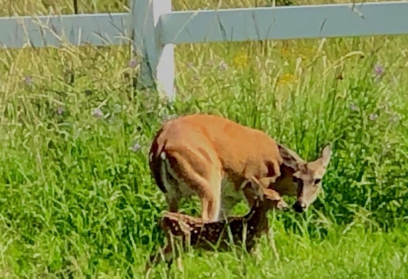 旅馆 Oasis Lake Buchanan