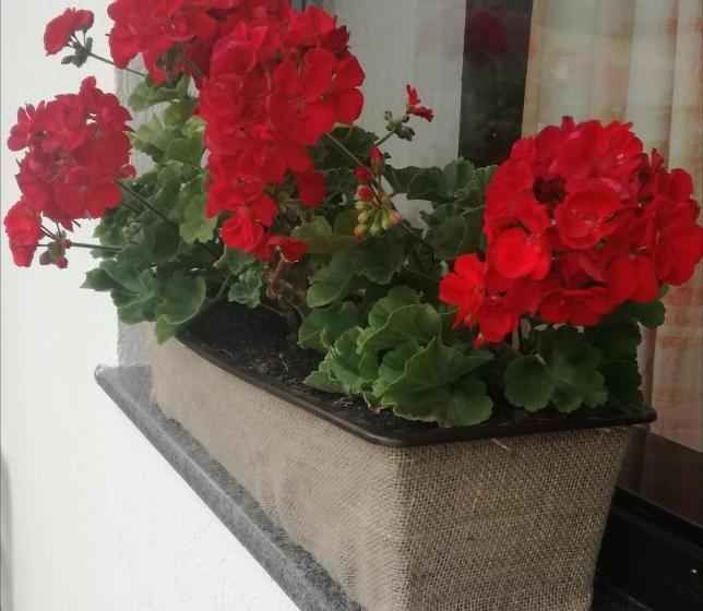 住宿加早餐  Constantin Panzió