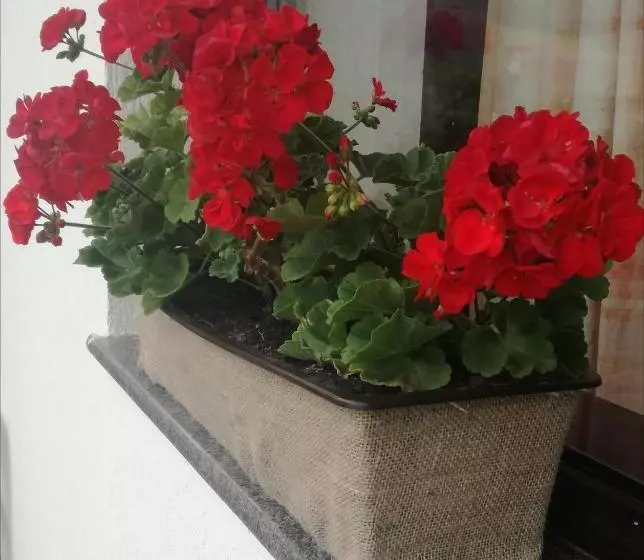 Aamiaismajoitus (B&B) Constantin Panzió