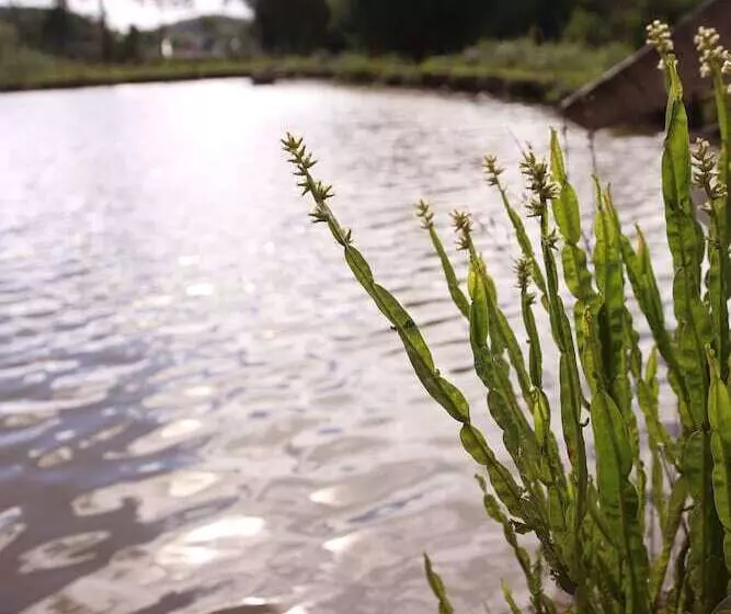 ホテル Murialdo Caxias