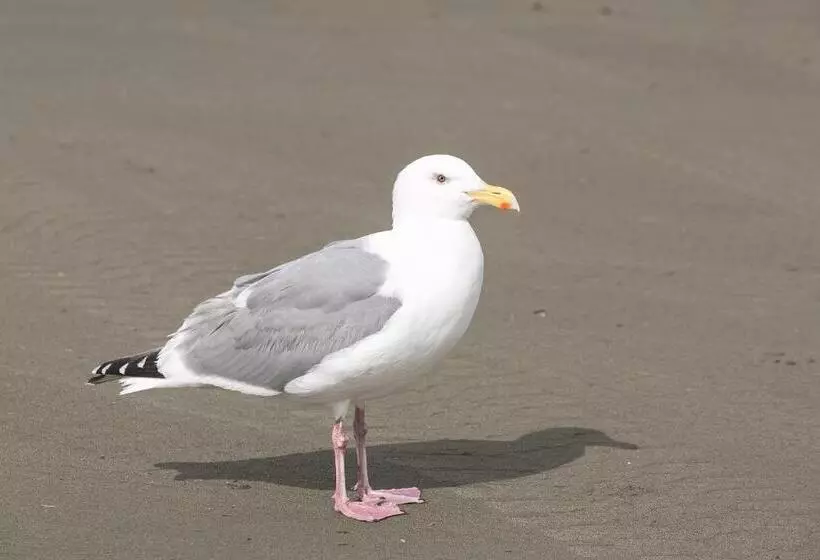 فندق Canterbury Inn