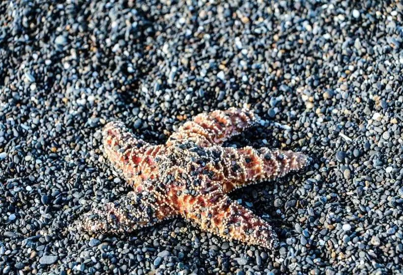 فندق Canterbury Inn