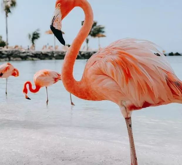 هاستل Aruba Smart Apartments