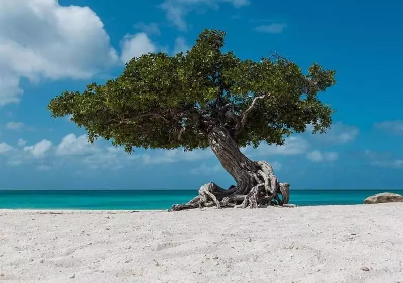 هاستل Aruba Smart Apartments