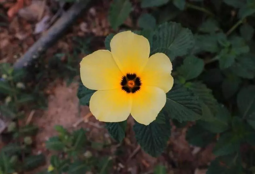 ホテル Pousada Da Lapa