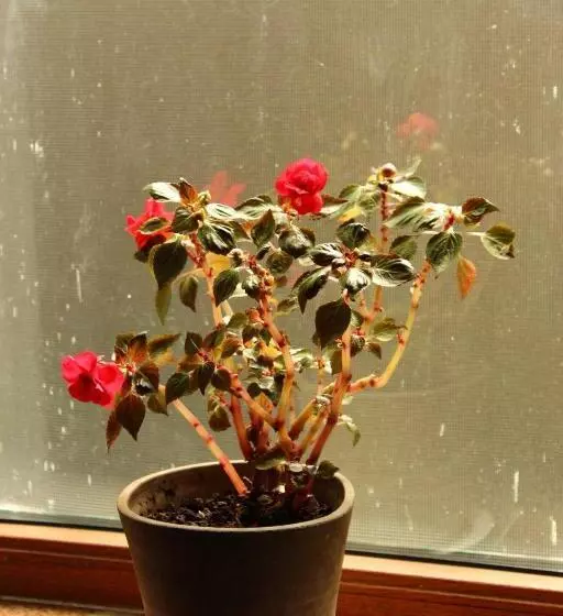 پانسیون Ronini Telavi