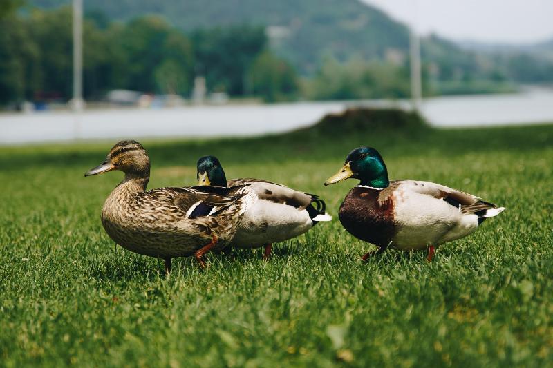 استراحتگاه Luxury Glamping Chocolate Village