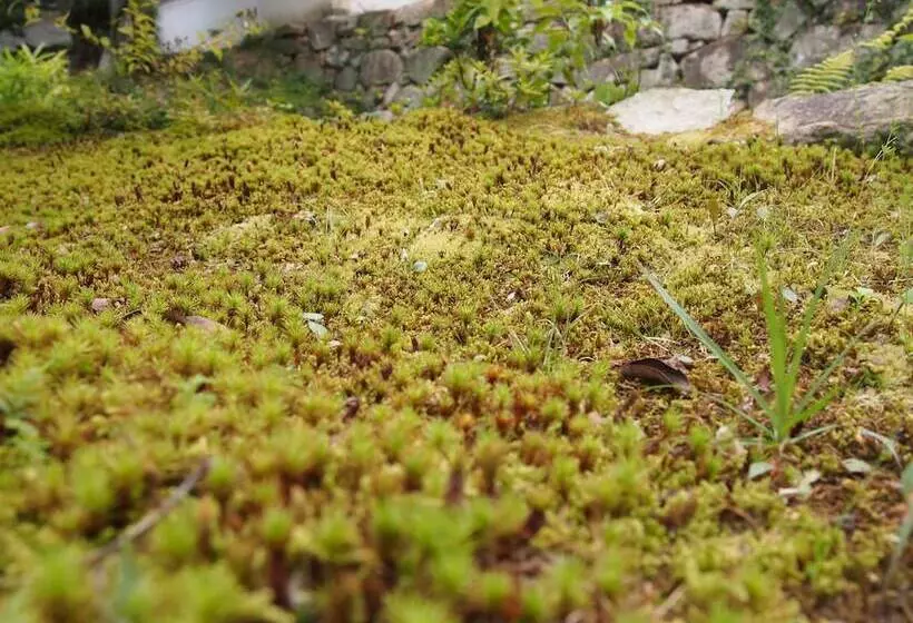 Aamiaismajoitus (B&B) Aki Kokubunji Shukubou