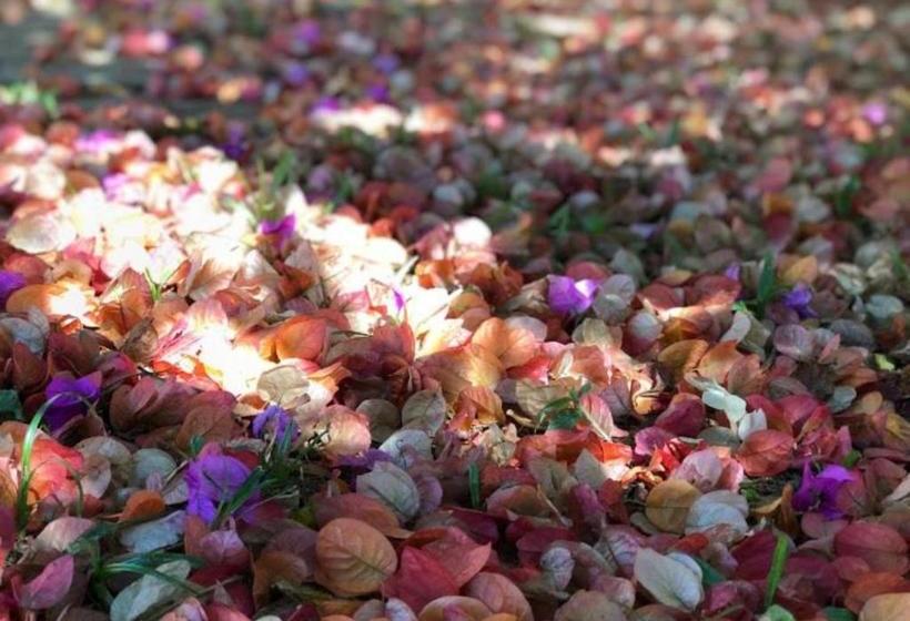 پانسیون Pousada Halliny Do Rosa