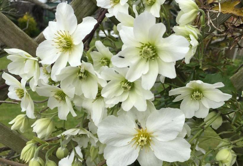 펜션 Clematis House Gloucester Road