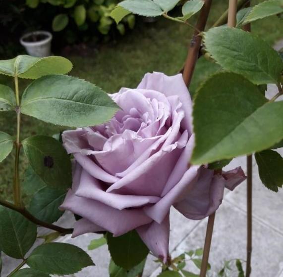 پانسیون Guest House Ivy