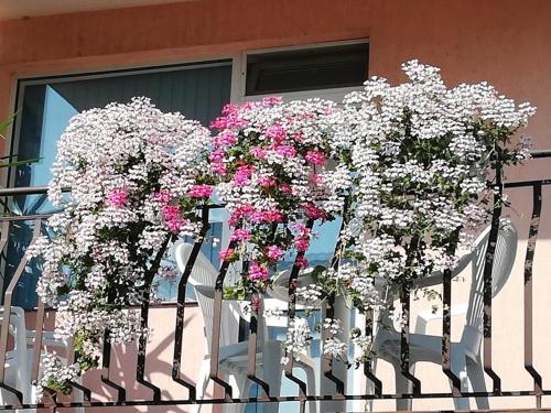 پانسیون Guest House Ivy