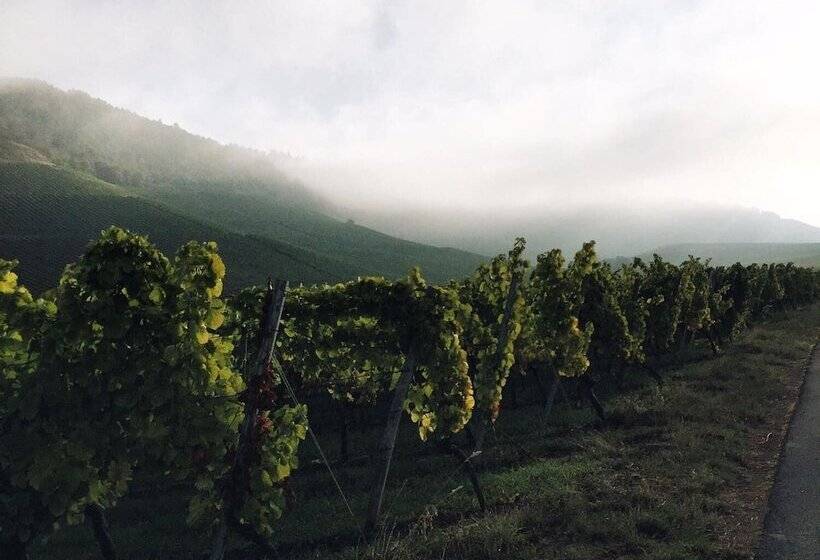 膳宿费 Weingut Gastehaus Weigand