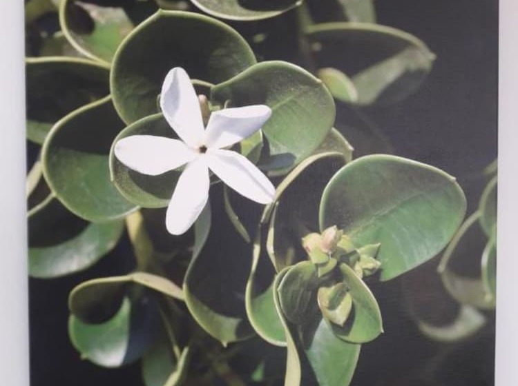 酒店 Carisa Maleme