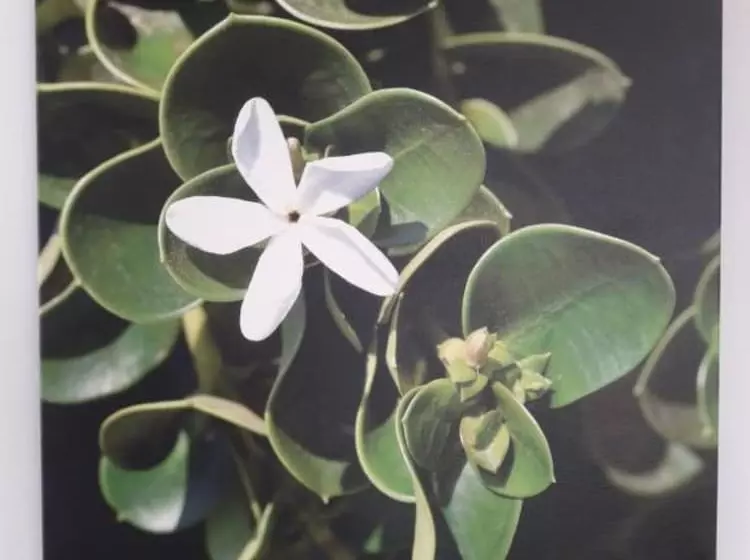 ホテル Carisa Maleme